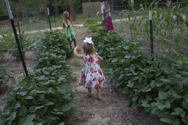 Hybrids, Heirlooms and Organics: What’s the difference?