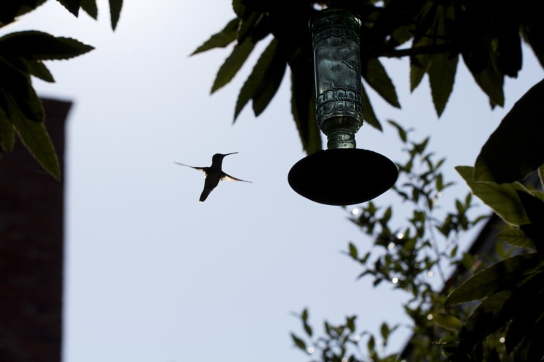 Ruby Throated Hummingbirds