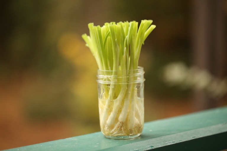 Re-usable Scallions