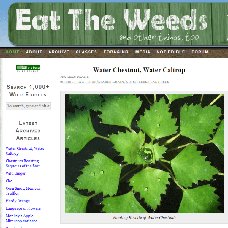 Eat the Weeds