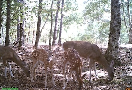 The Effect of Coyotes on Deer Populations