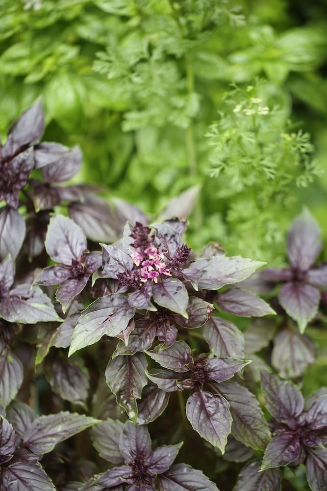 Basil