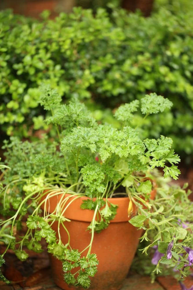 Parsley in Planter