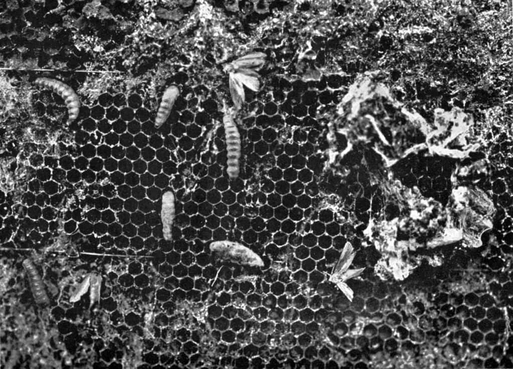 wax moths infesting bee hive