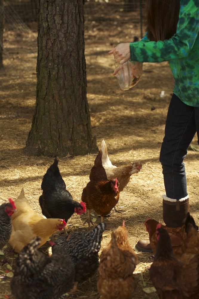Feeding Chickens Table Scraps