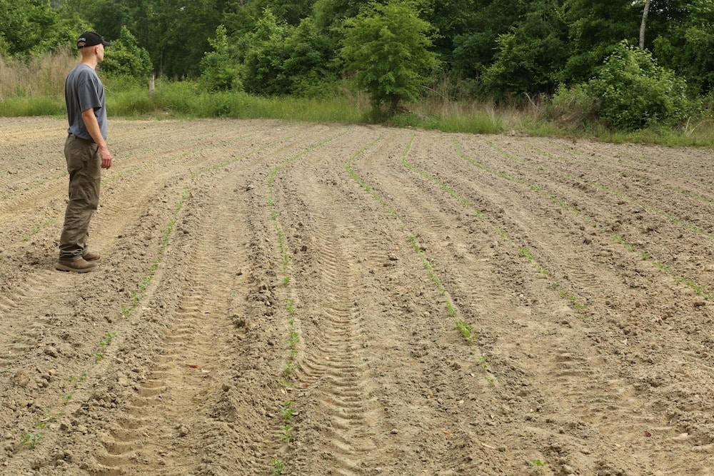 I am happy to see the peanuts sprouting with minimal deer damage.