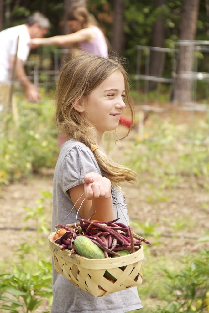 Harvesting Vegetables