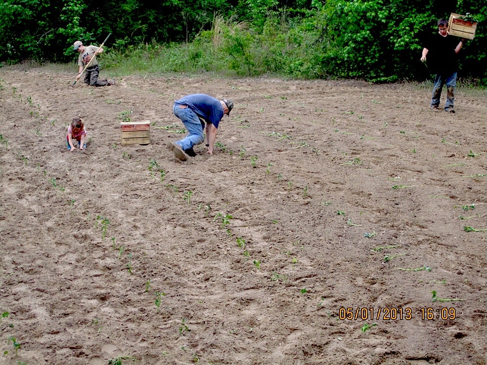 Planting Sweet Potatoes