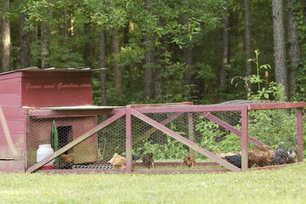 Chicken Tractor