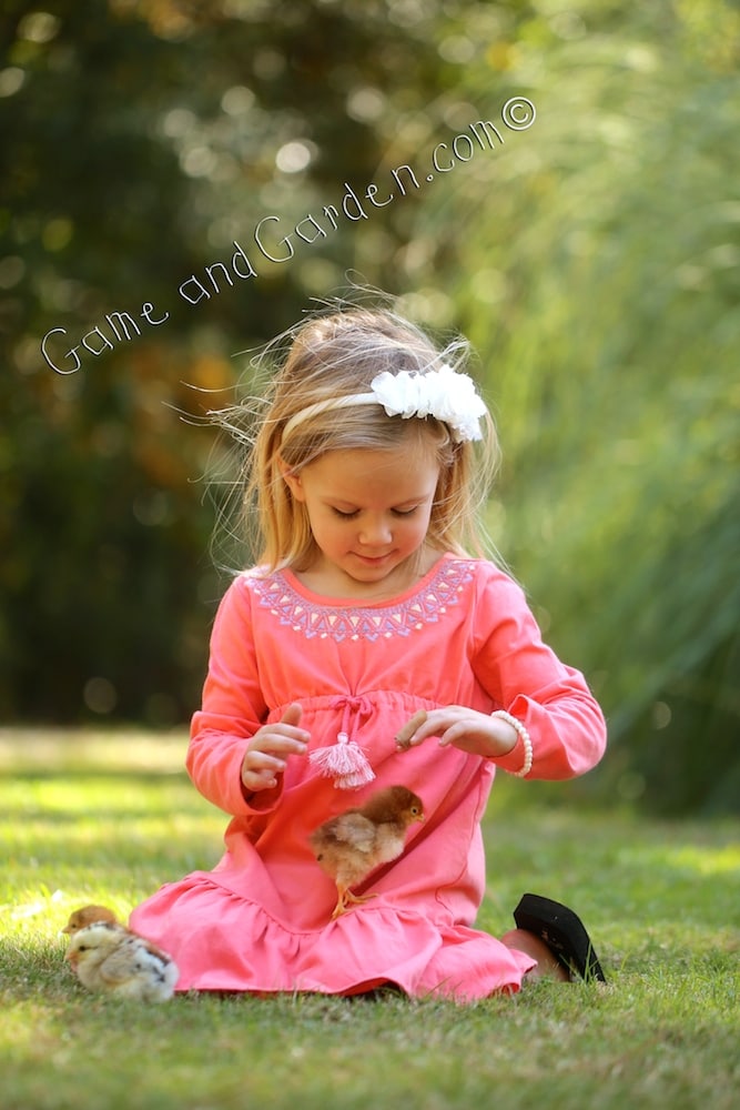 Milly with Chicks