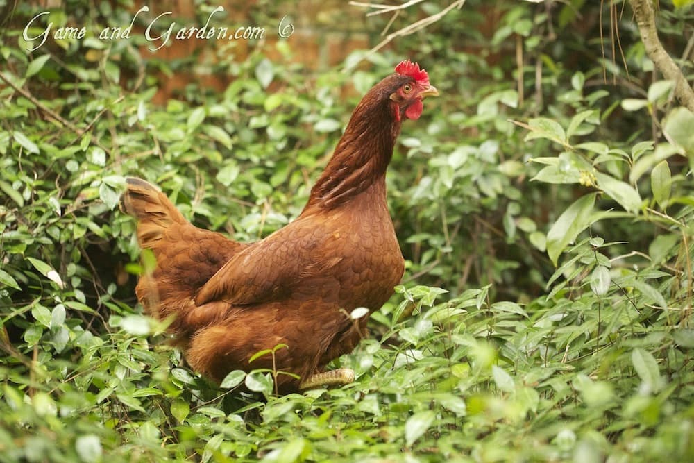 Running Chicken