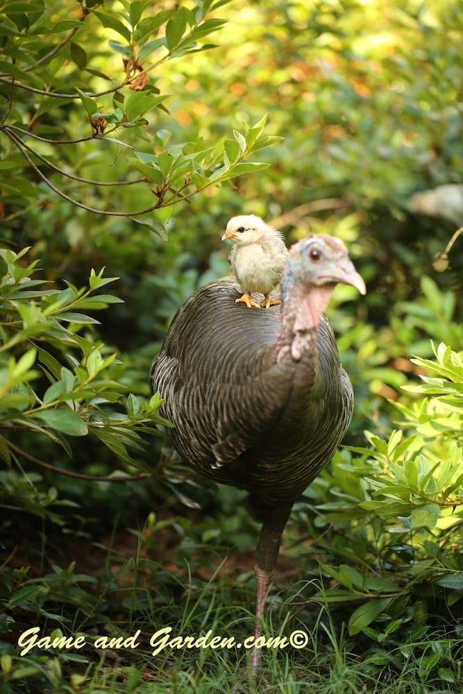Baby Chick Taking a Ride on Momma Turkey