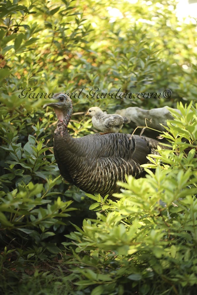 Momma Turkey Hen Hatches Baby Chicken