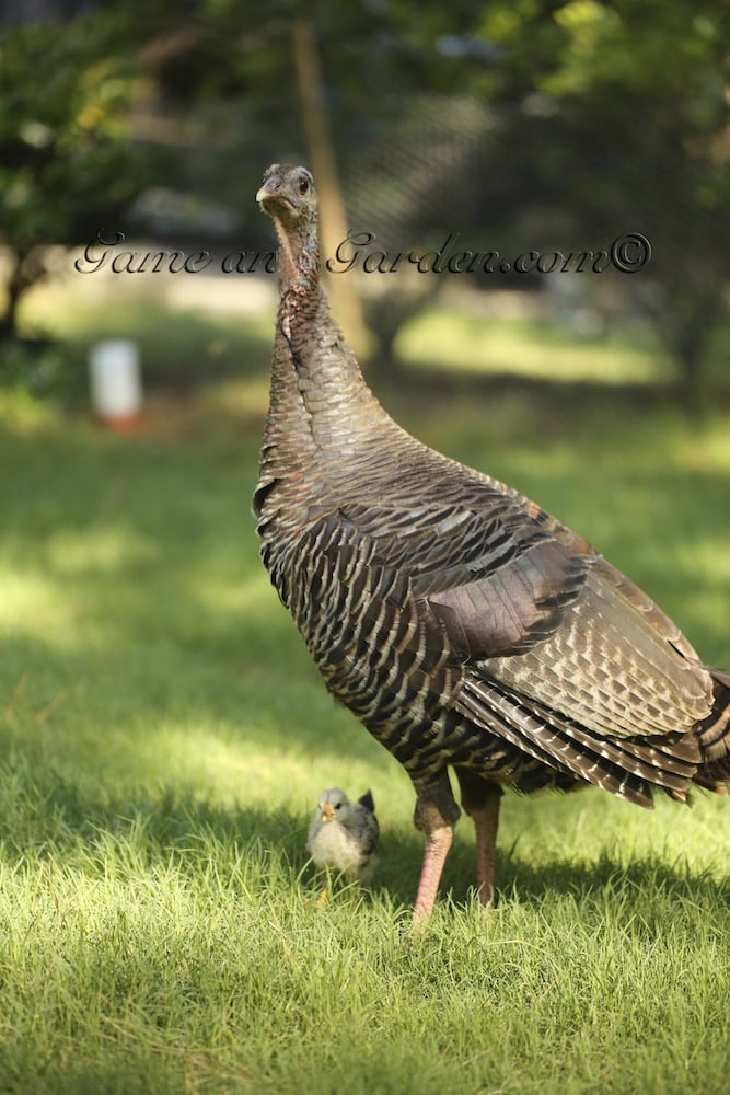 Turkey Mom and Baby Chick