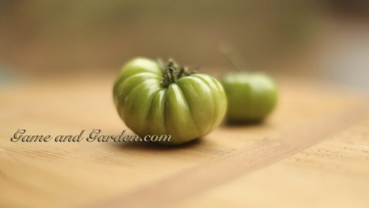 Image for Healthier Crunchier "Baked" Fried Green Tomatoes Recipe