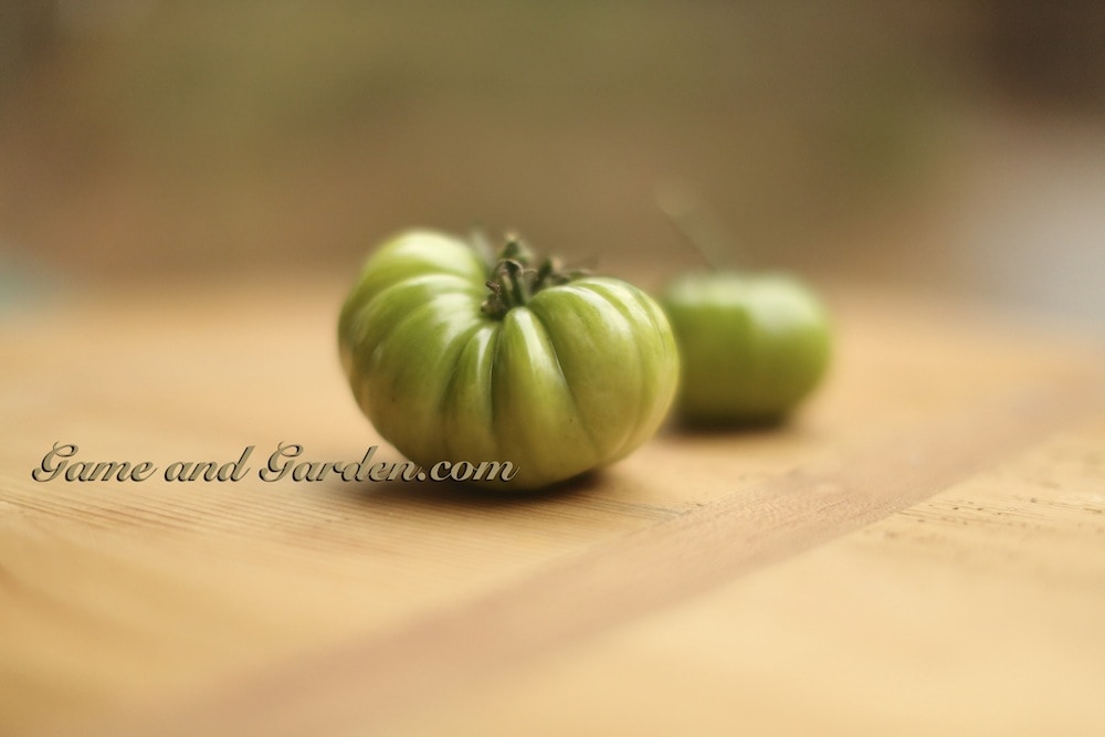My Beautiful Green Tomatoes