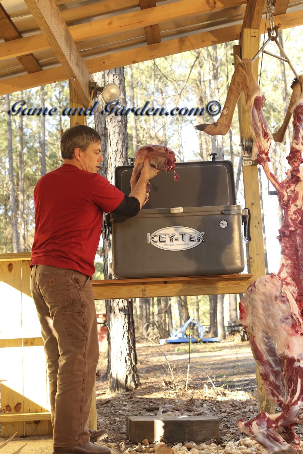 Scott Cleaning and Dressing Deer