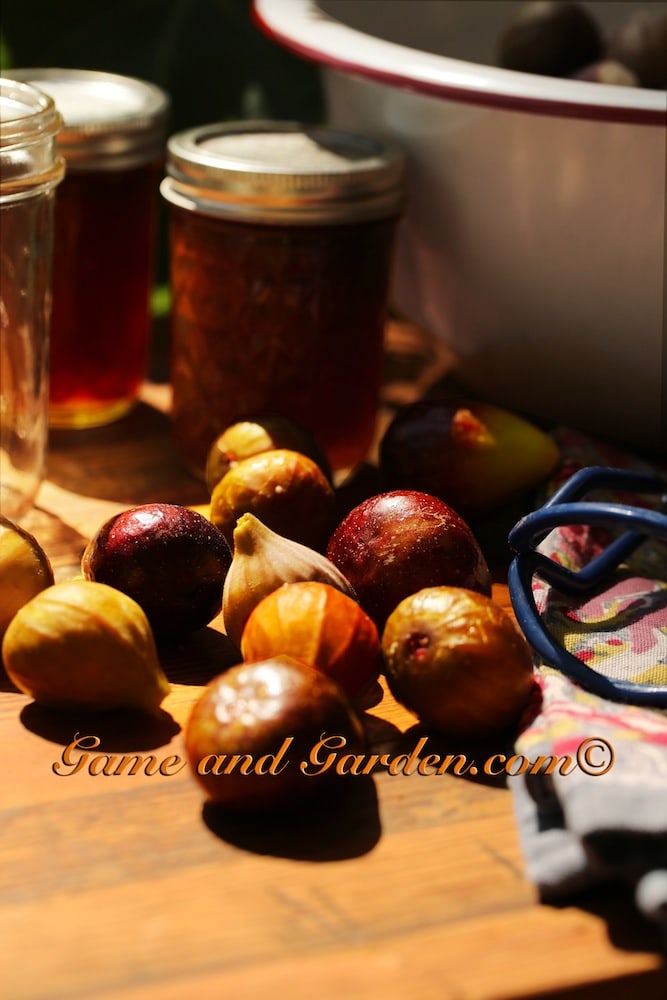 Preserving Fruits: Fig Preserves