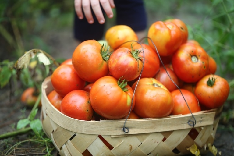 How to Save Tomato Seeds