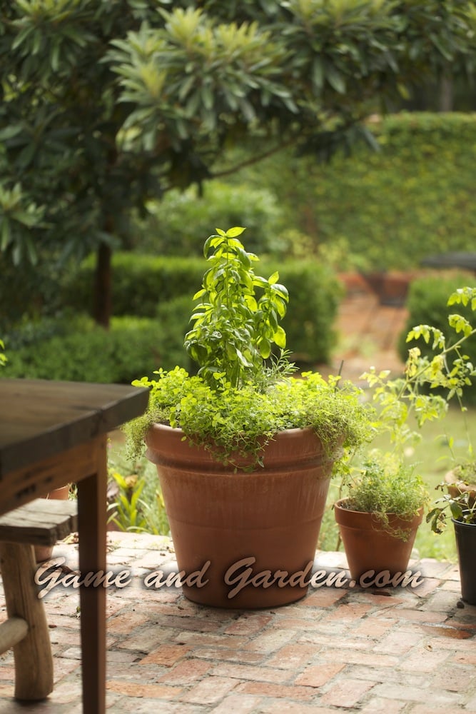 Italian Herb Pot