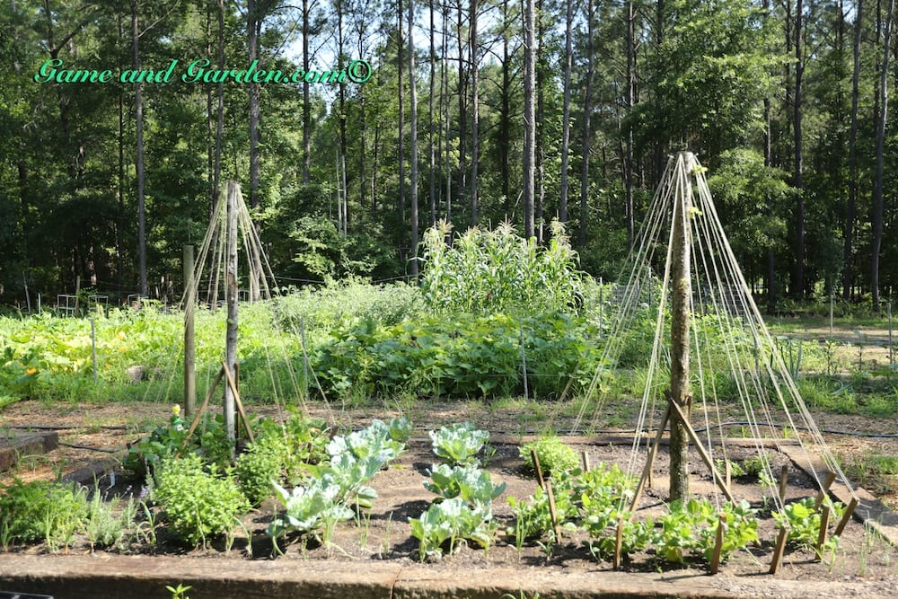 Stacy Lyn's garden with two teepee trellises made with small trees and twine