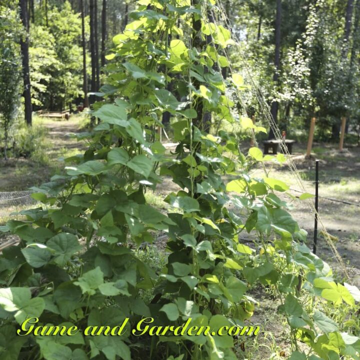 Image for Vertical and Container Gardening is for Everyone