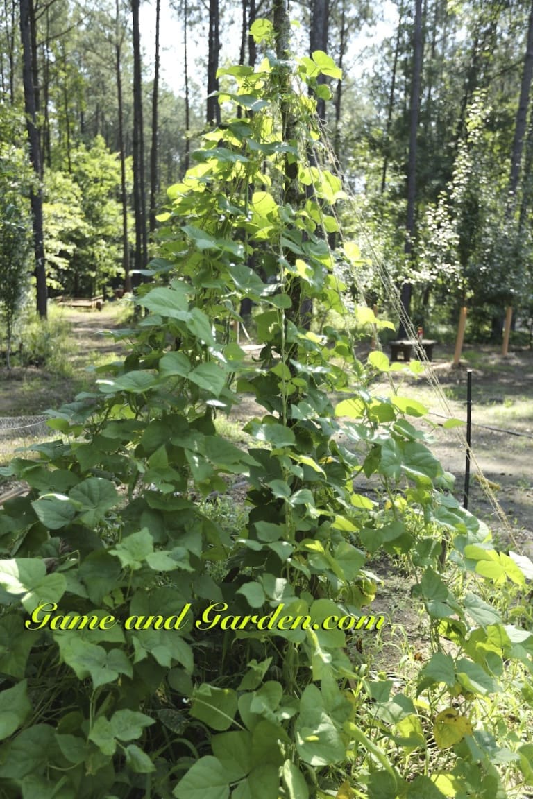 Vertical and Container Gardening is for Everyone