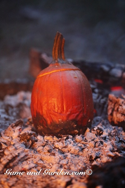 The hot coals give exactly enough heat to cook the entire pumpkin.