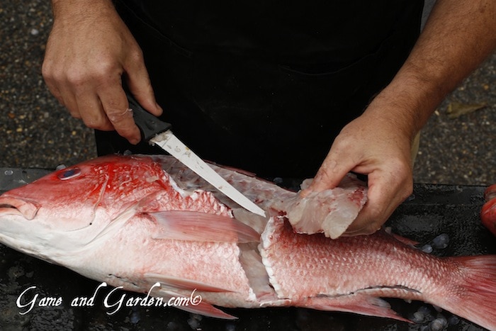 Scott cleaning red snapper