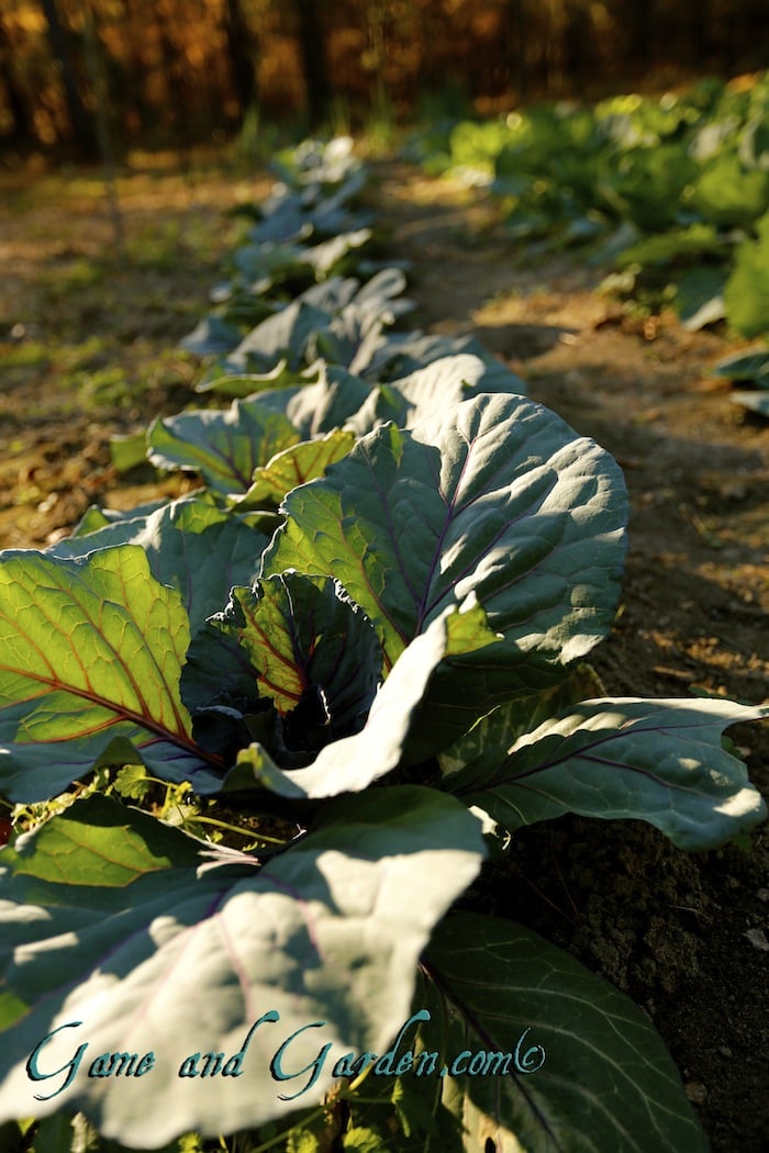 How beautiful is cabbage? I just love that it stays green for so long in the winter here in Alabama when everything around is brown.
