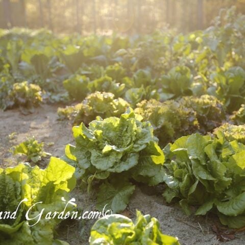 Image for Planting Dates for Vegetables and Herbs