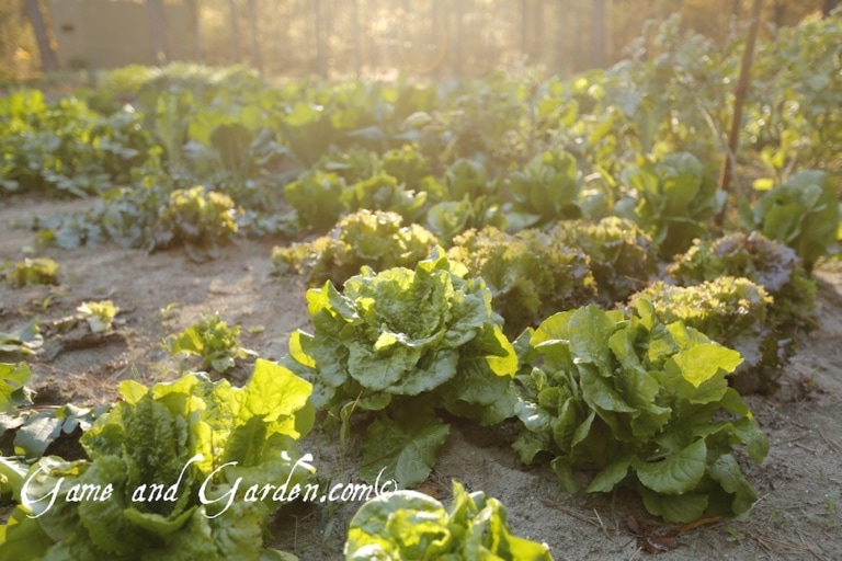 Planting Dates for Vegetables and Herbs