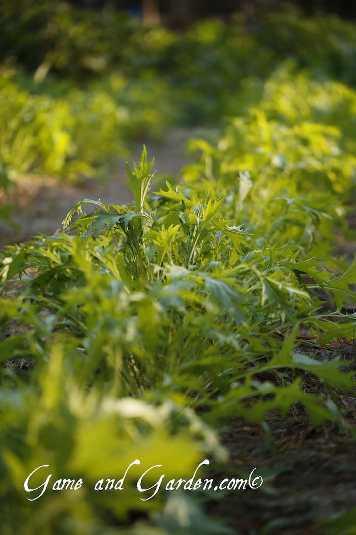 Fresh Mustards…mmmmm. These are fantastic in salads! Not all mustards are as mild as this variety, Mizum Mustard. Just any mustard will not work, but all mustard greens are fabulous if prepared correctly. 