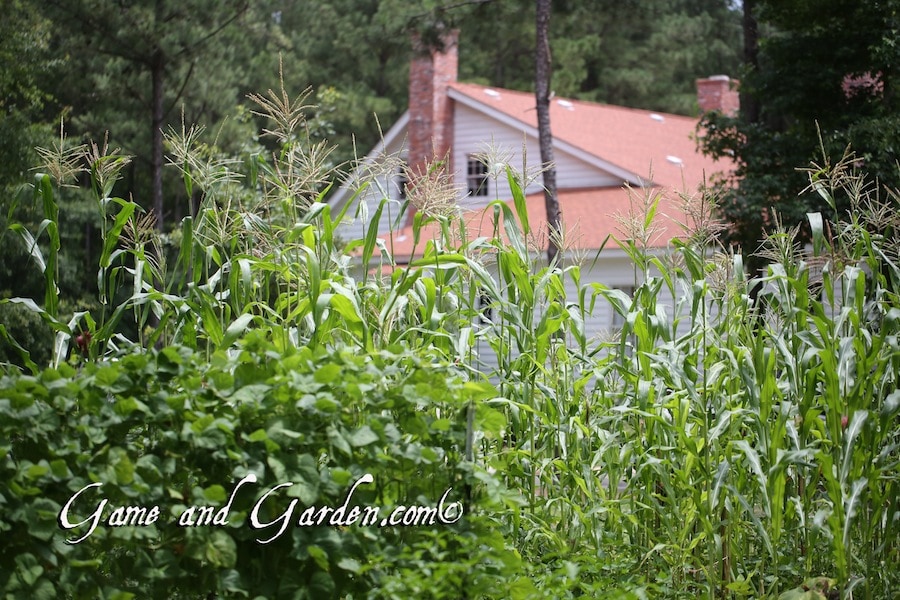 This is actually our farm house that we build to replicate the houses of the past. 