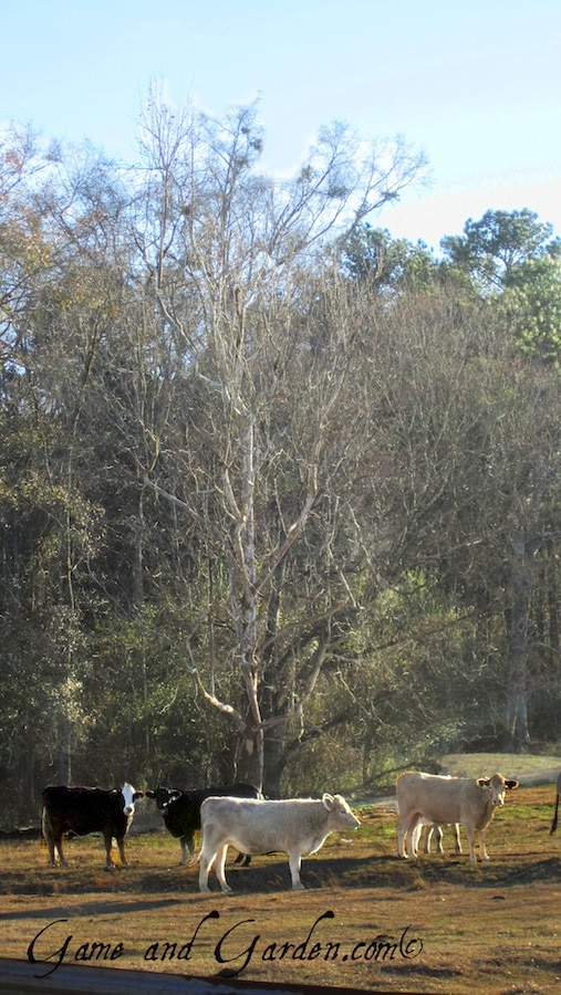 The pastures of the South bearing cows, sheep, and sometimes cotton are exceptionally beautiful and serene!