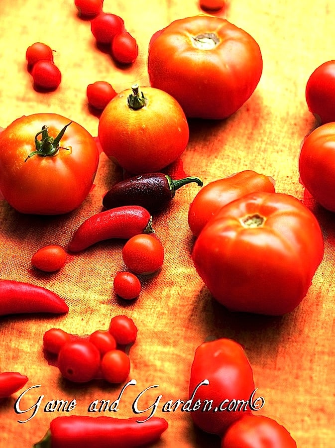 Fresh tomatoes are the best. My favorite meal in the summer is a BLT with fresh tomatoes!