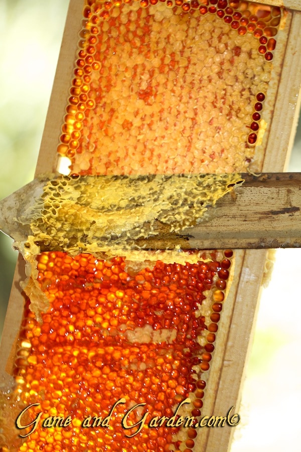 There is definitely a defining flavor of honey gathered in different regions. Ours is sweet and floral and clearly amazing.