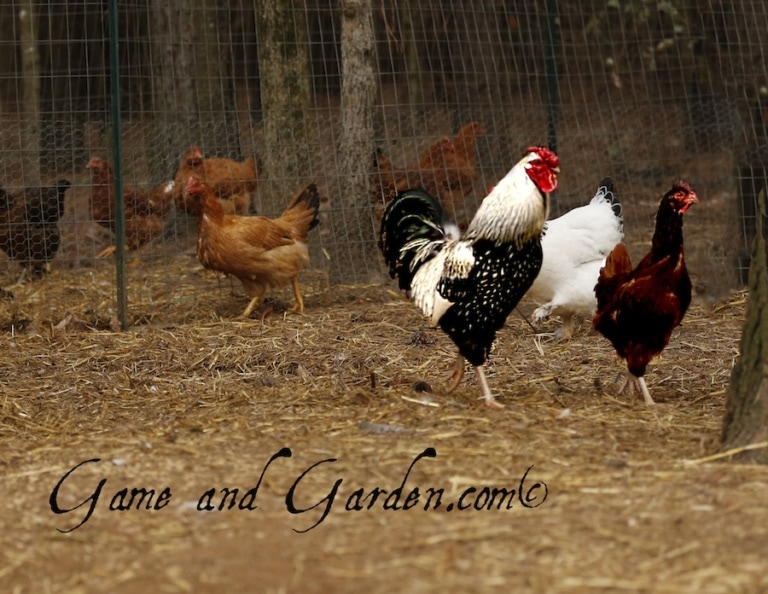 How to Get Started Raising Chickens