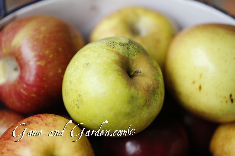 Wouldn't you just love to grab an apple off the tree, wipe it with your shirt, and dig in? This is the way that I grew up and want my kids to do the same.