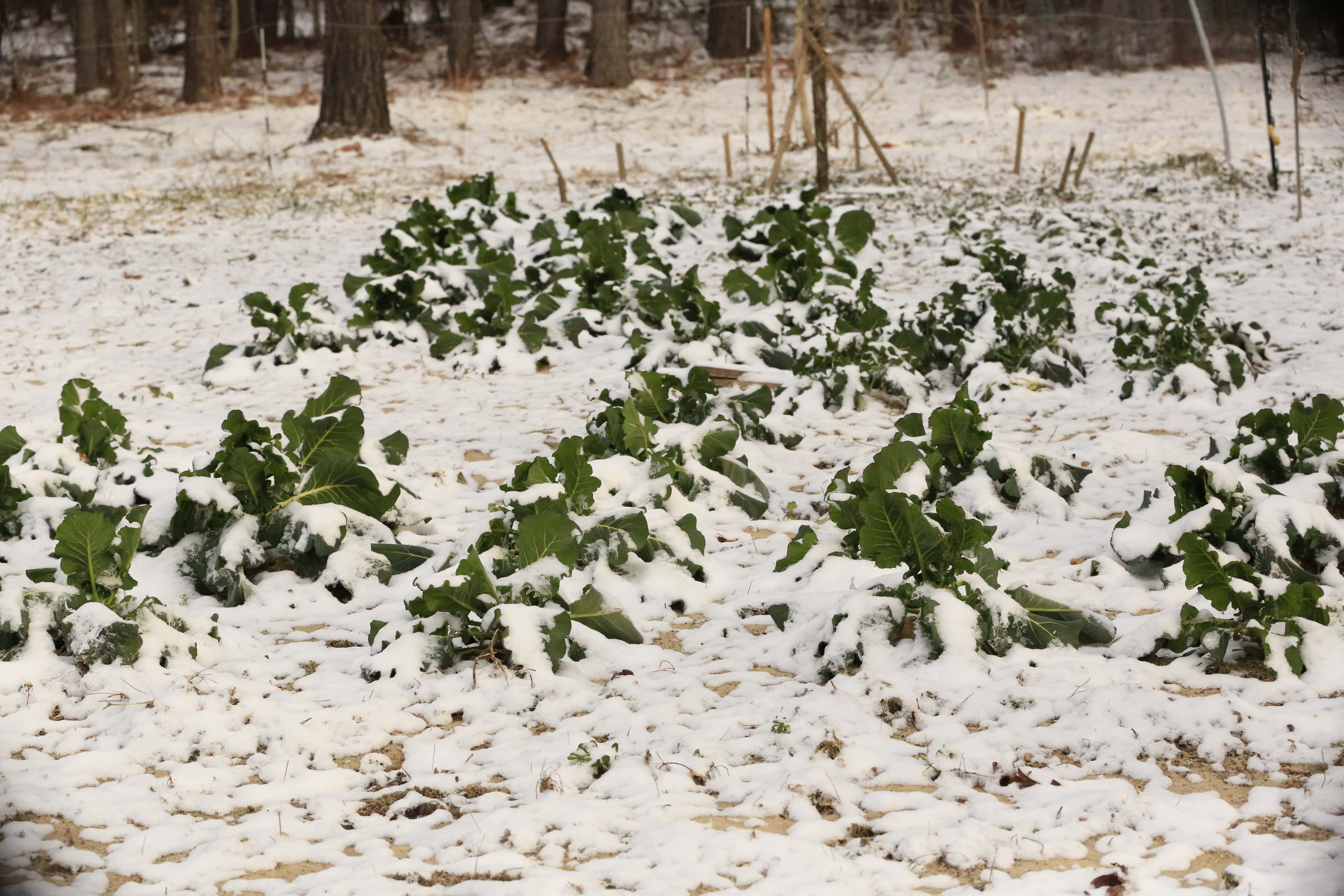 This is not something you see very often in Southern Gardens. I will tell you though, the frost and snow made my kale sweet!