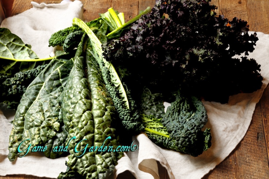 Kale is one of the most beautiful vegetables. I love using it in my flower arrangements as well as making soups and pastries with it.