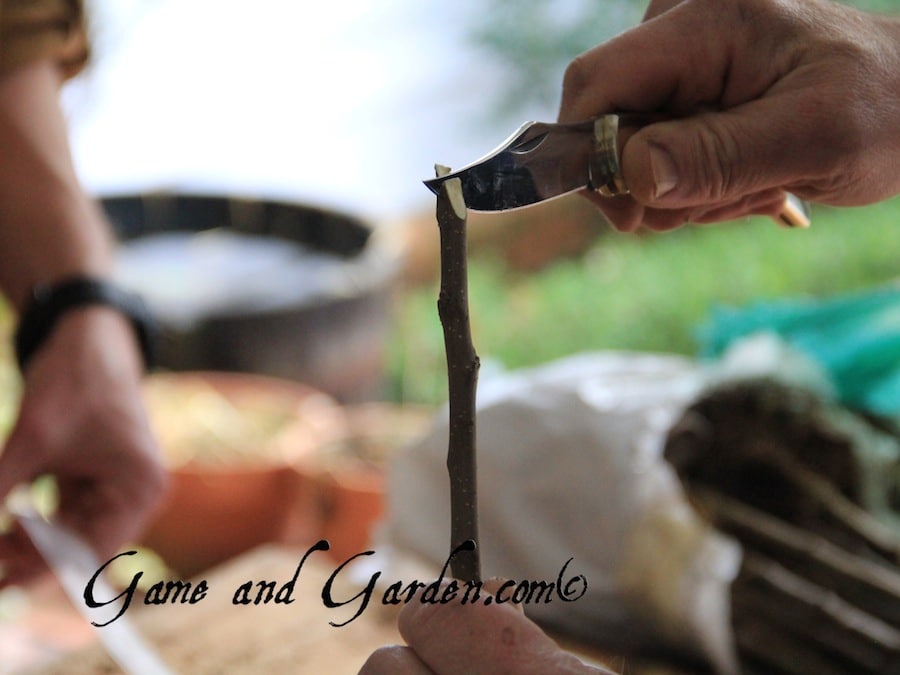 Making the tongue of the graft