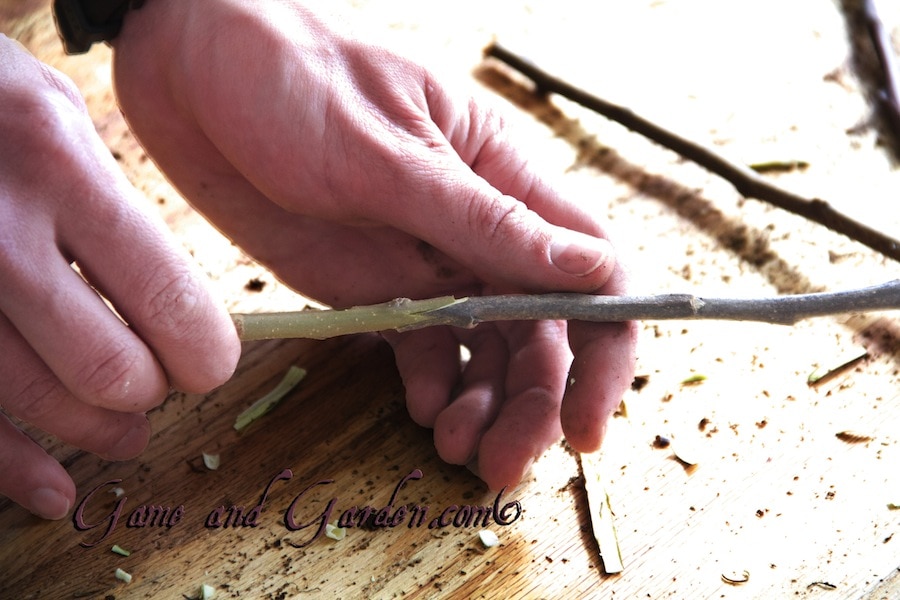 The whip and tongue graft