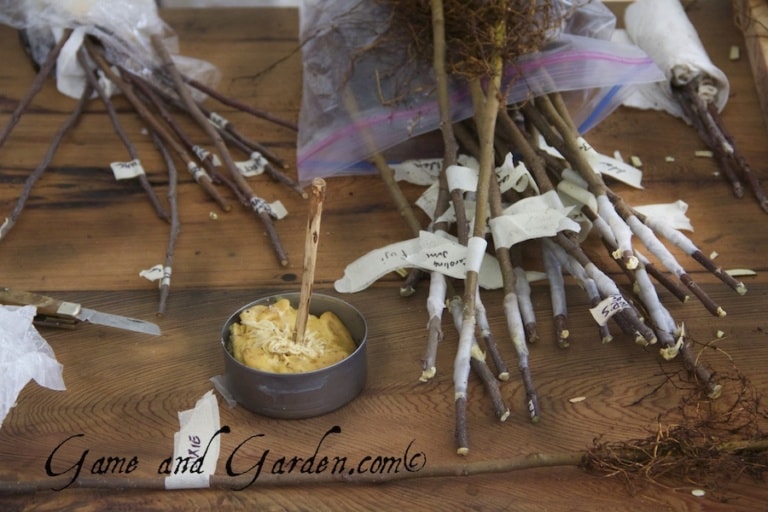 How to Graft Apple Trees