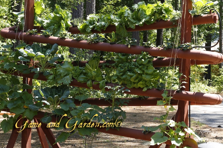 Using the hydroponics gardening system is a great way to grow plants vertically if you have only a small space to work with.