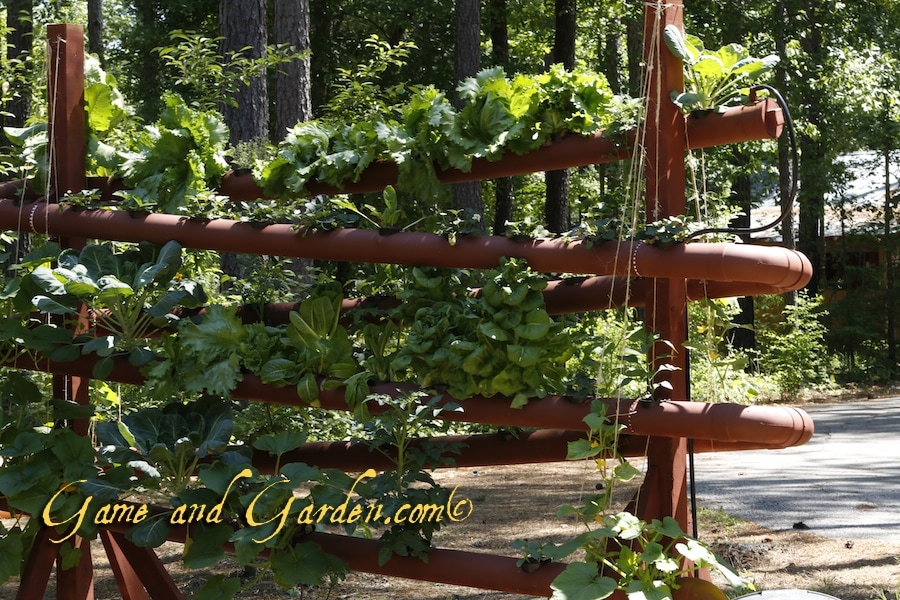 Using a Hydroponics system such as this allows me to grow plants in the "off season" and aids in keeping pests at bay.