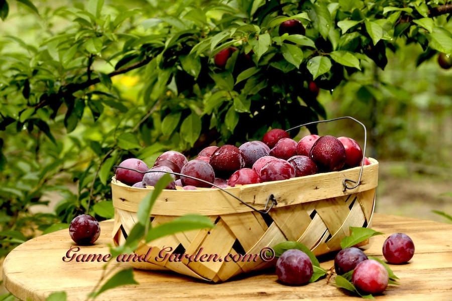 Beautiful Methley plums all ripening on the tree.