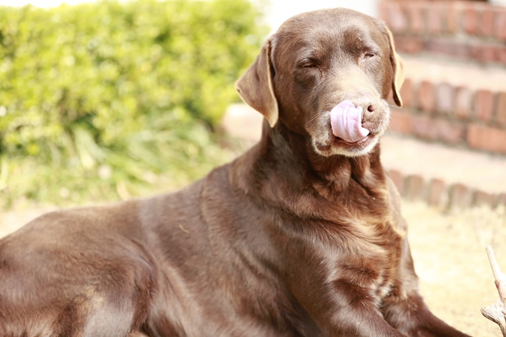 My sweet dog Moose!! He will be greatly missed. I thank God for the time we had with him. 
