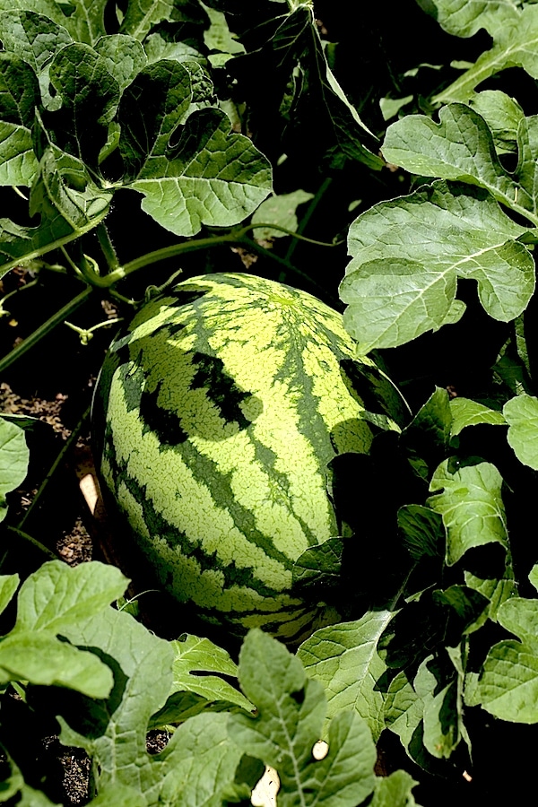 Picking a Ripe Watermelon – 5 Steps