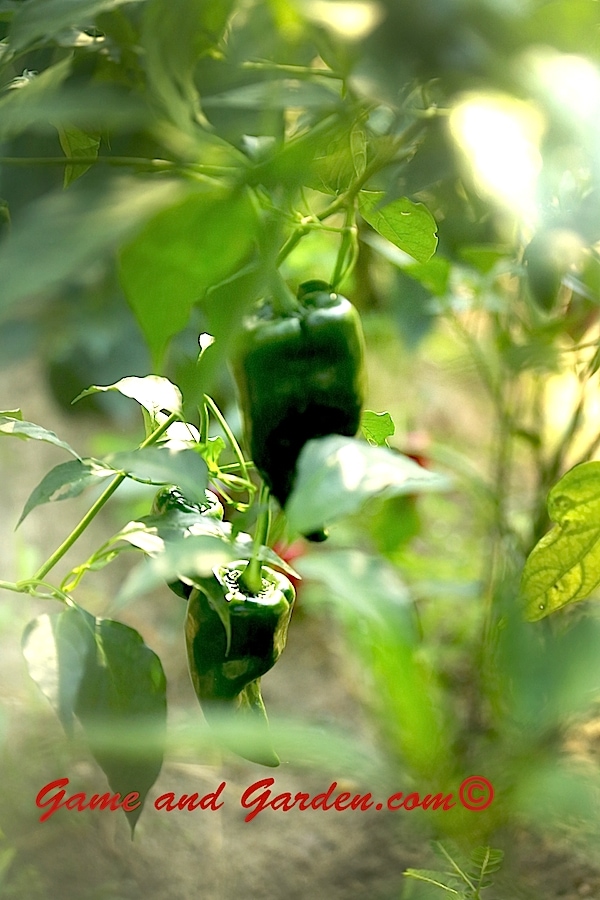 Garden Peppers bring so much color and beauty to the garden.